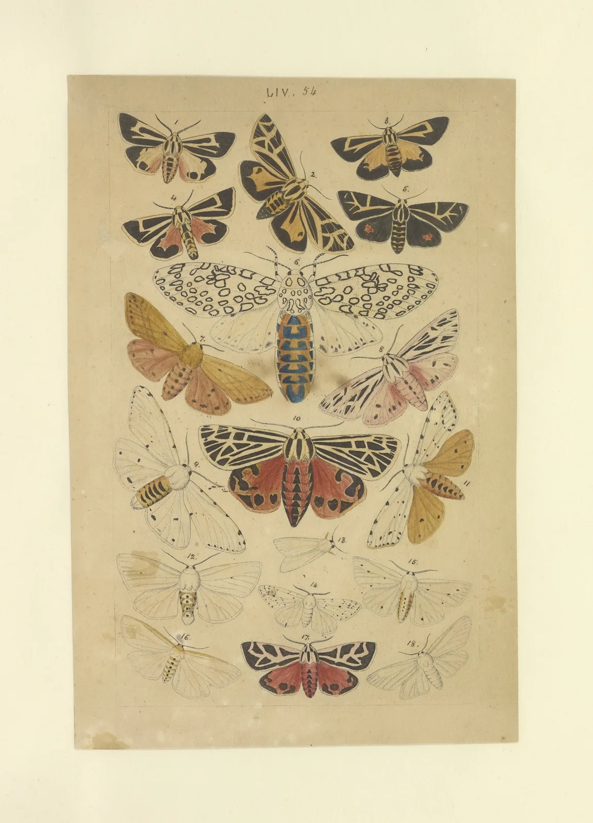 Lepidoptera Pl.054 av Townend Glover