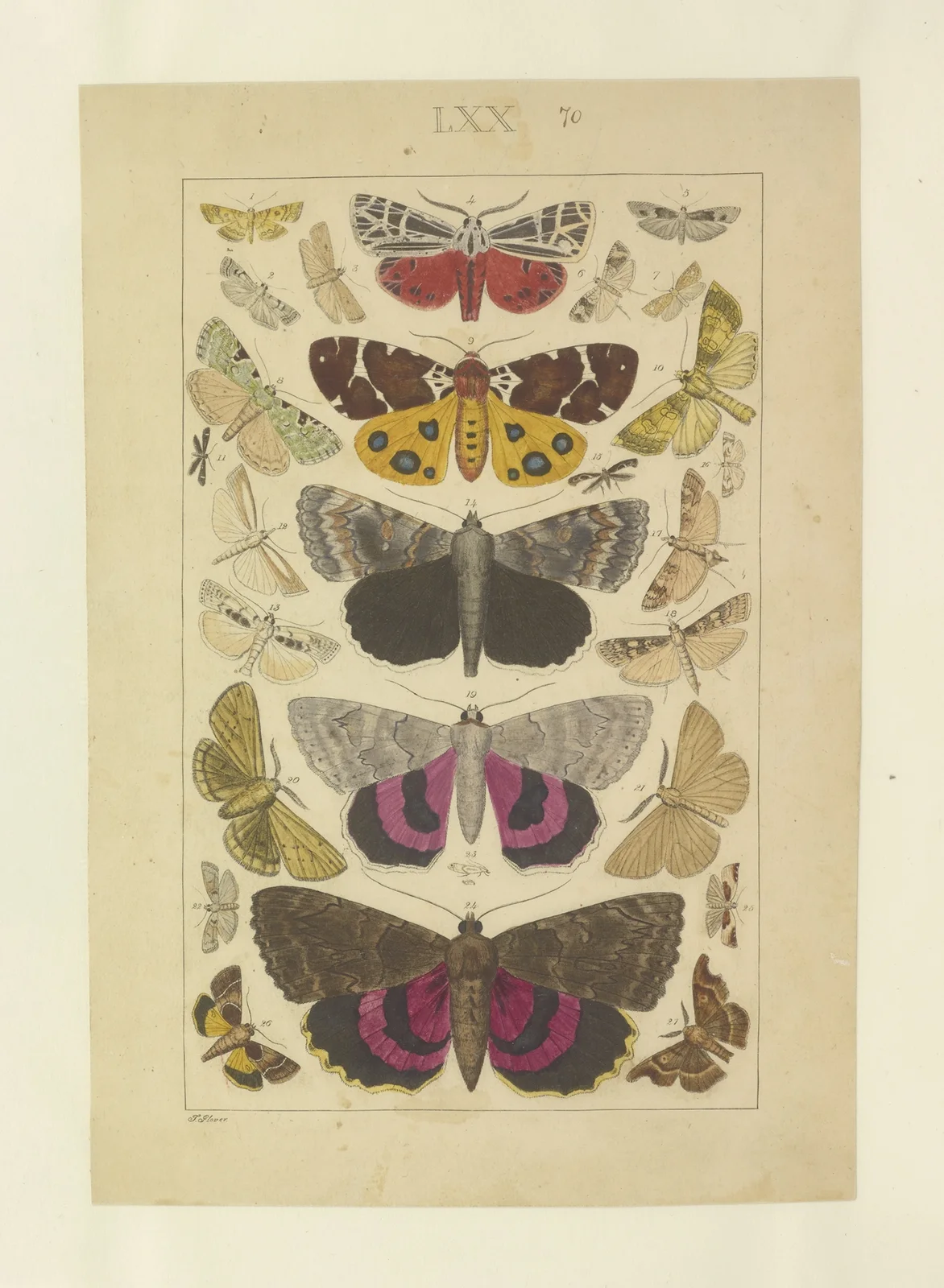 Lepidoptera Pl.070 av Townend Glover