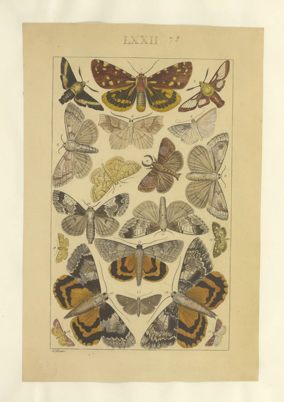 Lepidoptera Pl.072 av Townend Glover