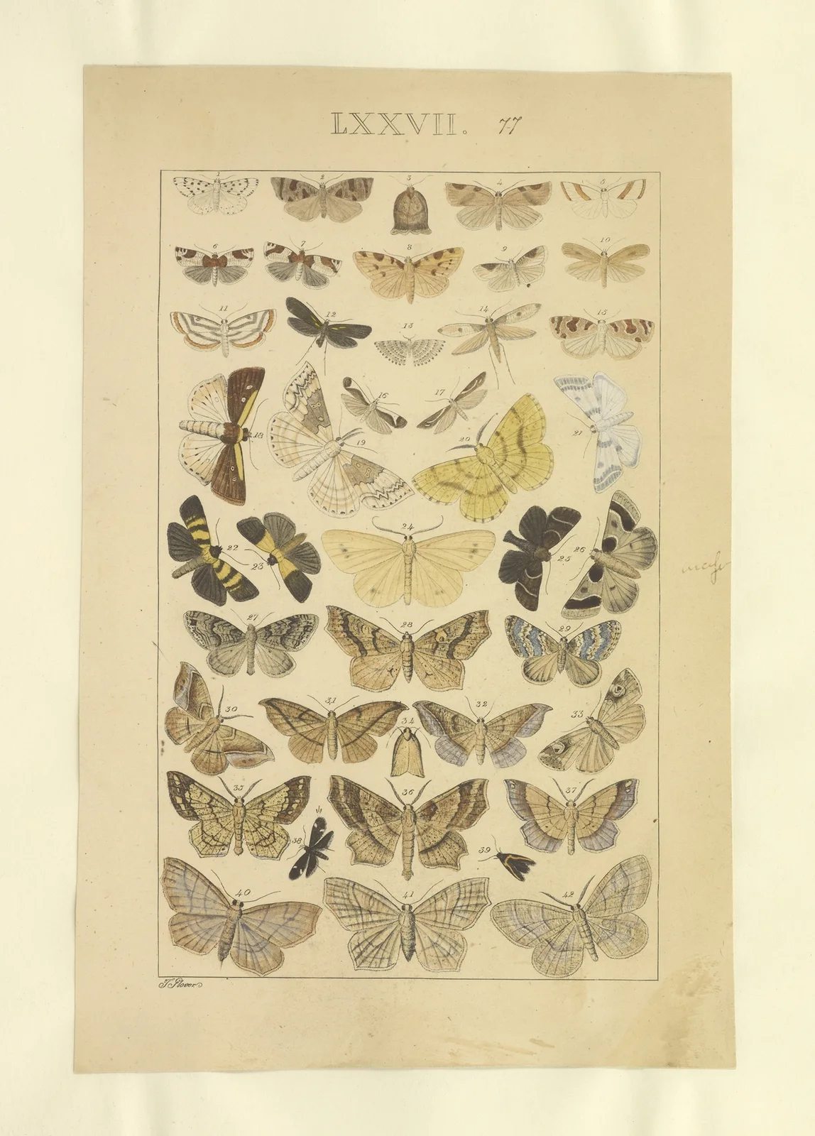 Lepidoptera Pl.077 av Townend Glover