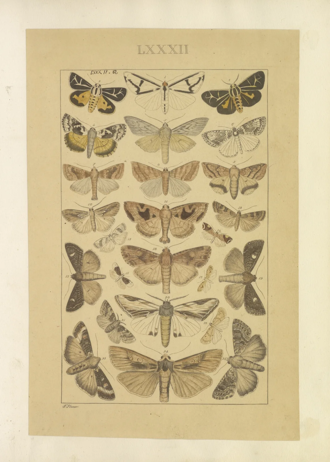 Lepidoptera Pl.082 av Townend Glover