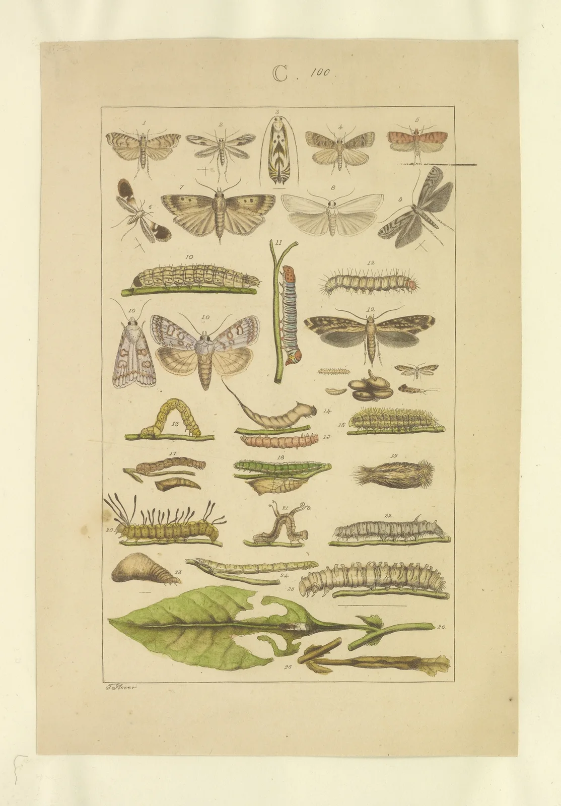 Lepidoptera Pl.100 av Townend Glover