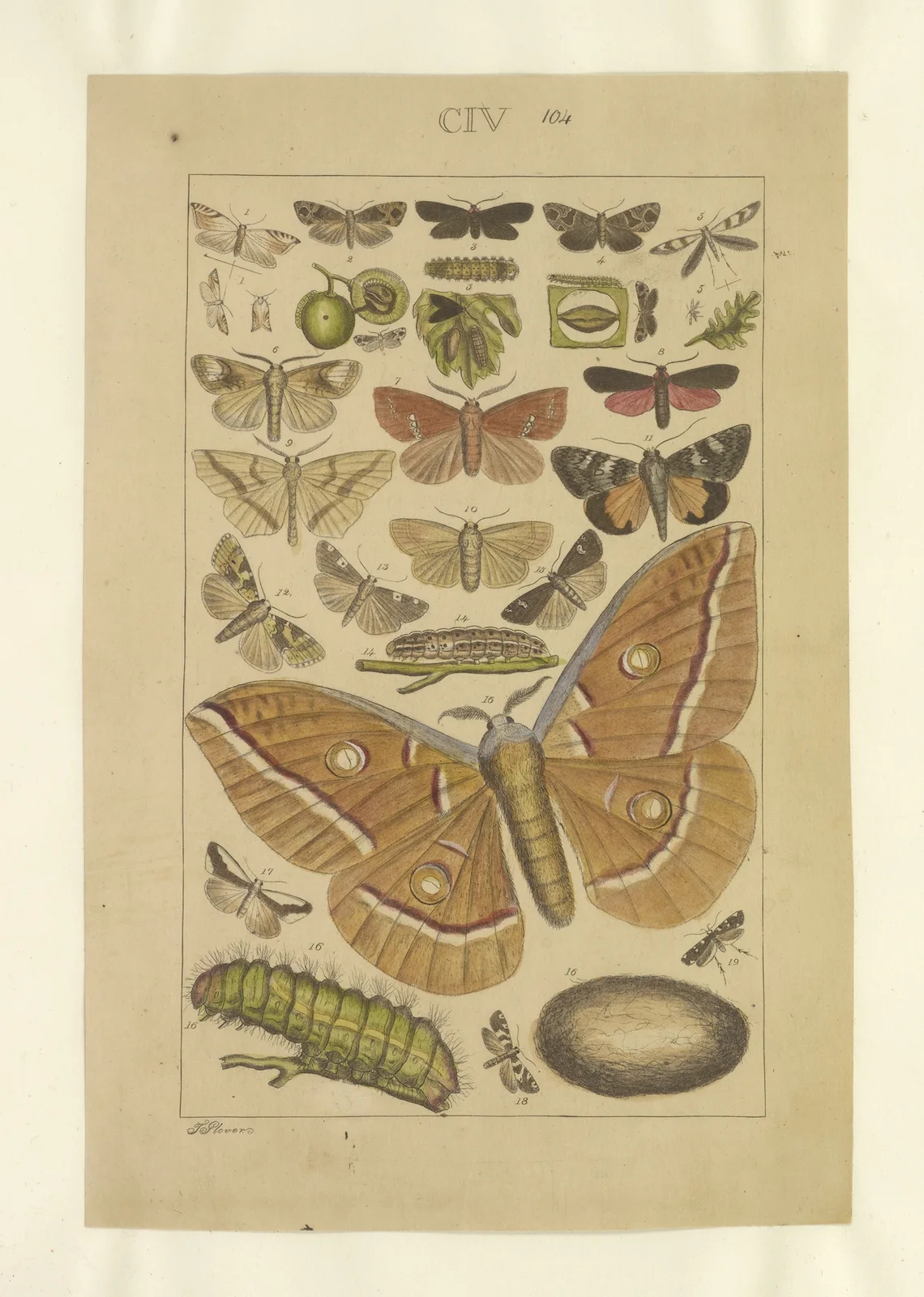 Lepidoptera Pl.104 av Townend Glover
