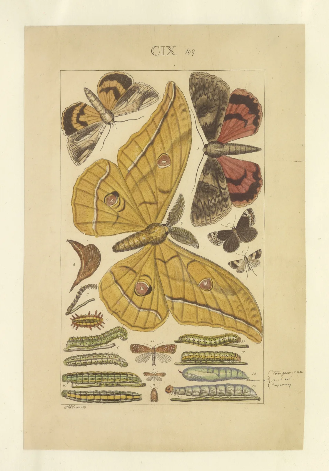 Lepidoptera Pl.109 av Townend Glover