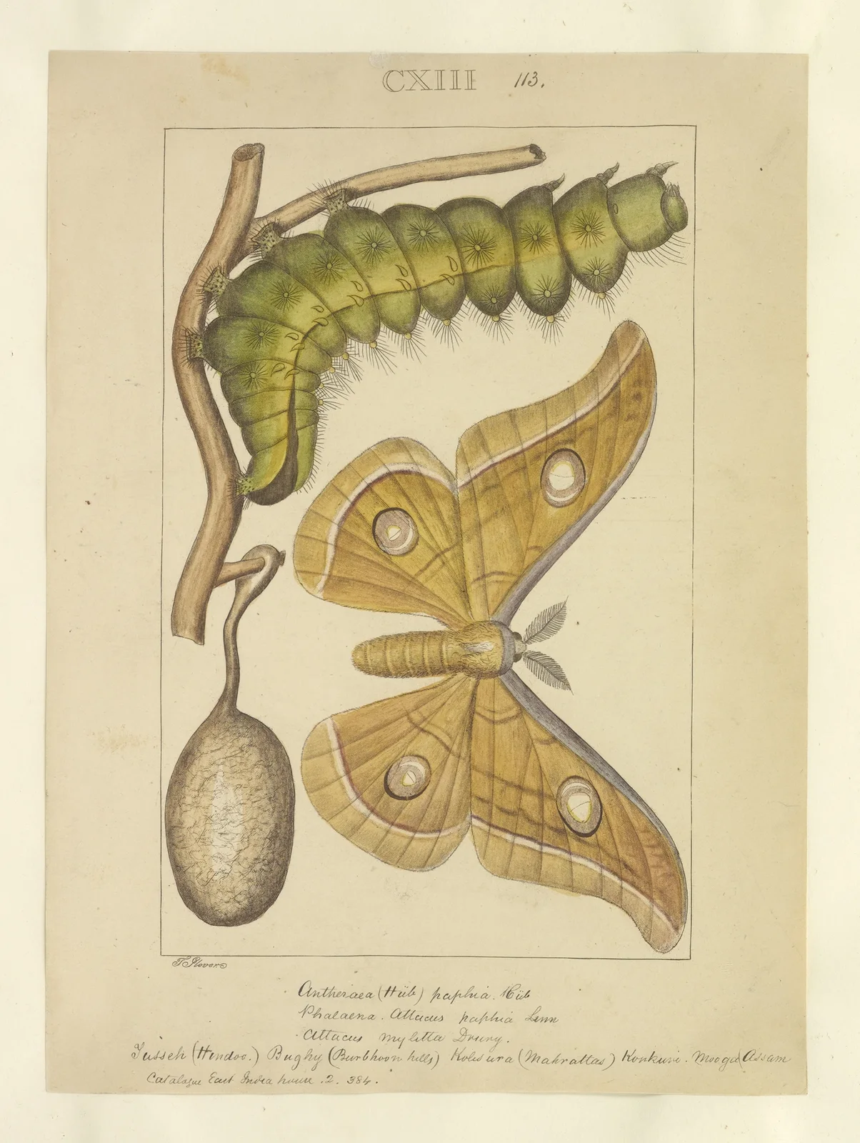 Lepidoptera Pl.113 av Townend Glover