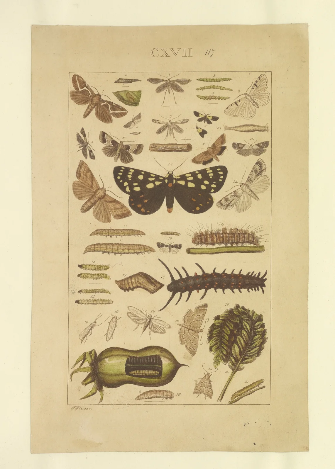 Lepidoptera Pl.117 av Townend Glover