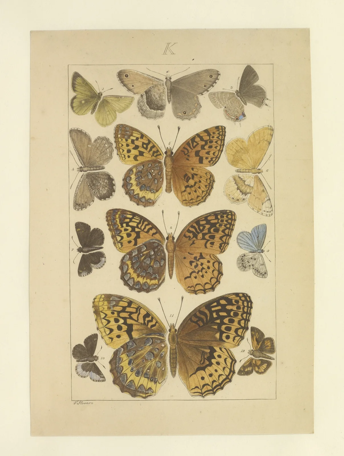 Lepidoptera Pl.127 av Townend Glover