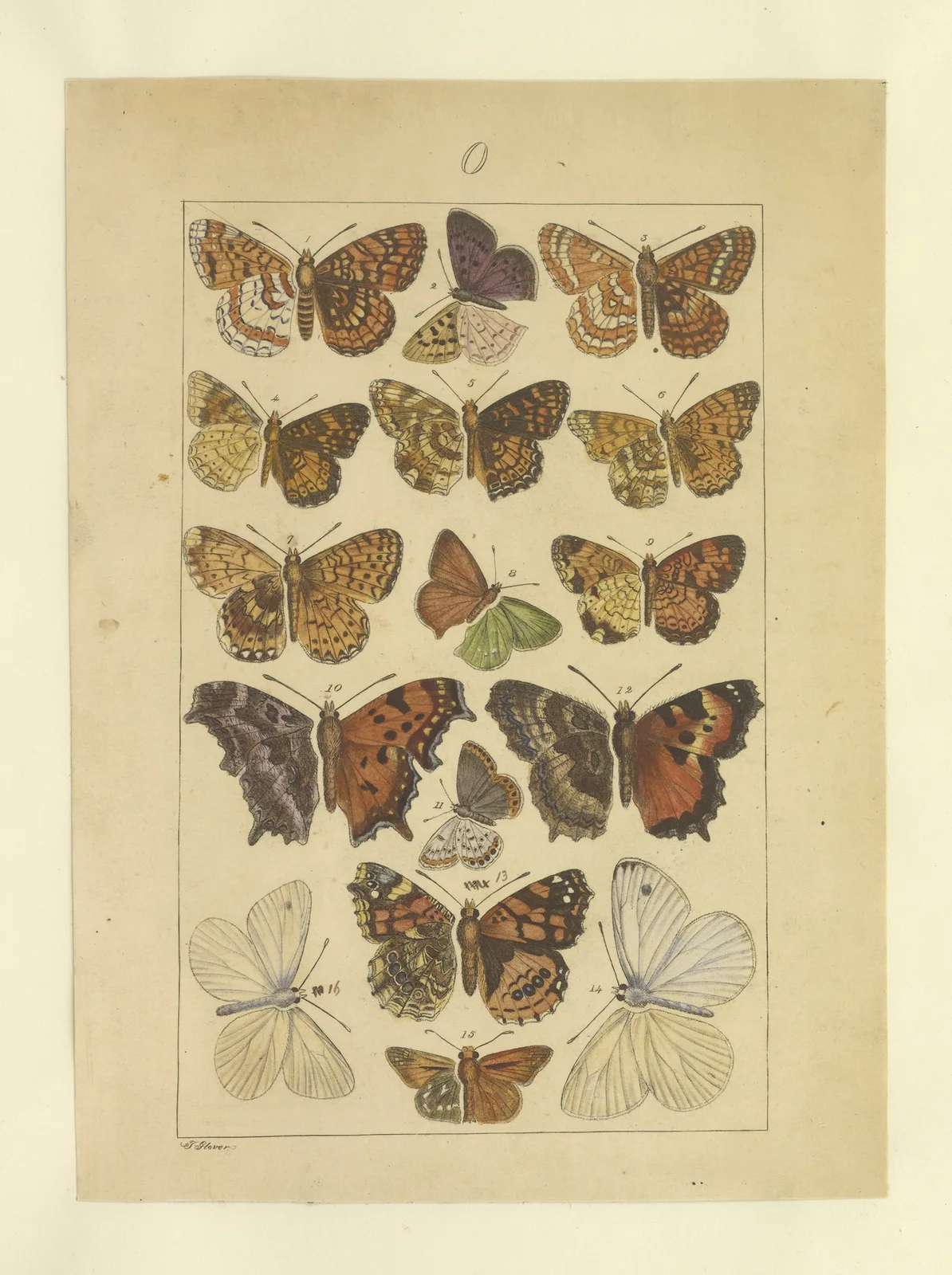 Lepidoptera Pl.131 av Townend Glover
