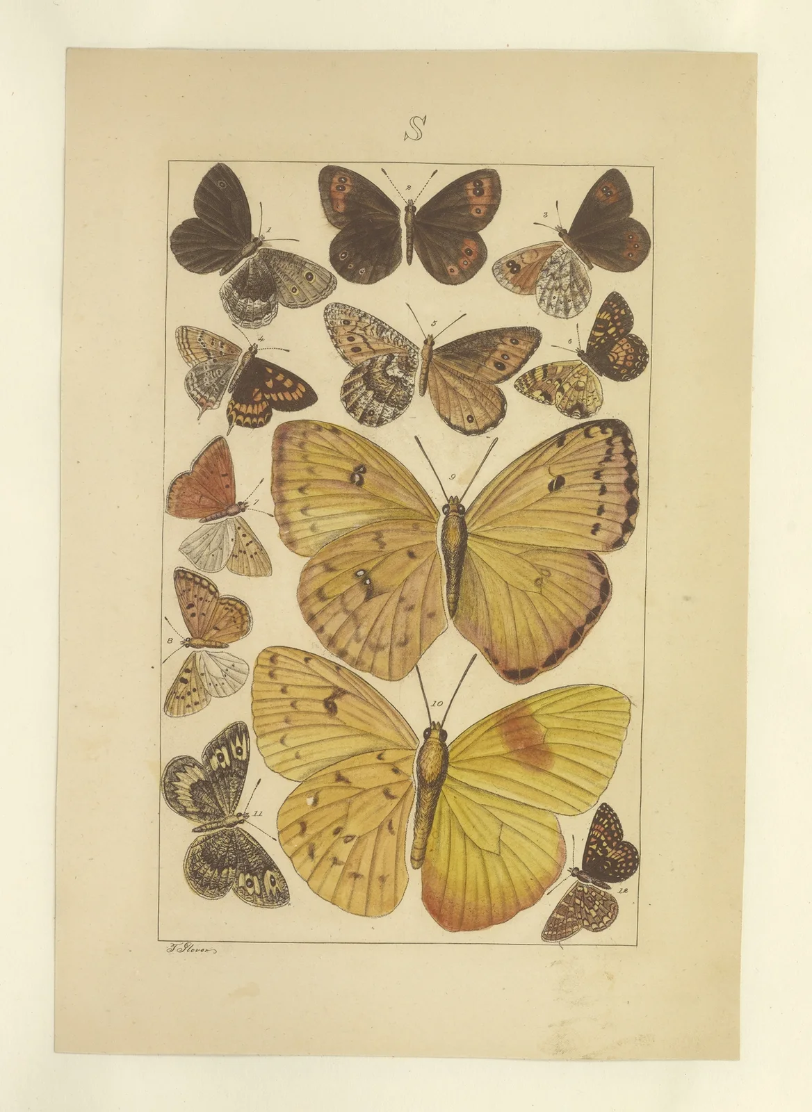 Lepidoptera Pl.135 av Townend Glover