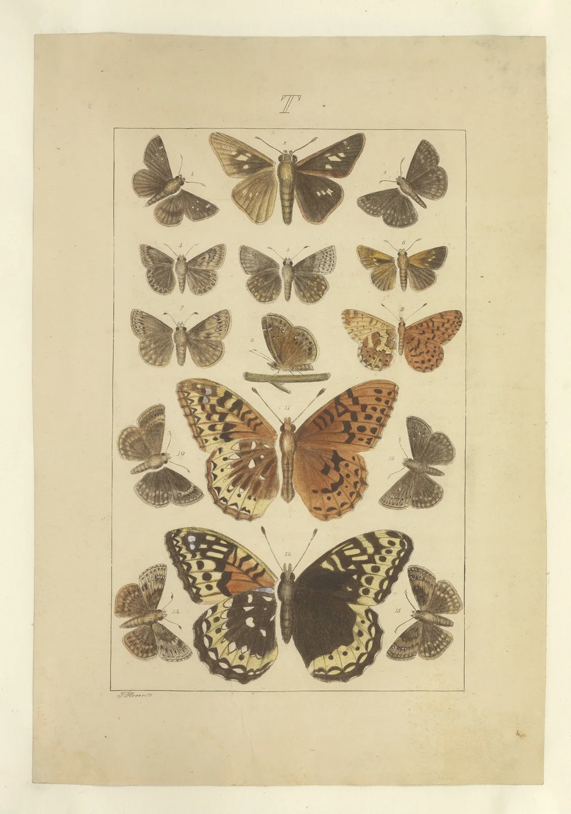 Lepidoptera Pl.136 av Townend Glover