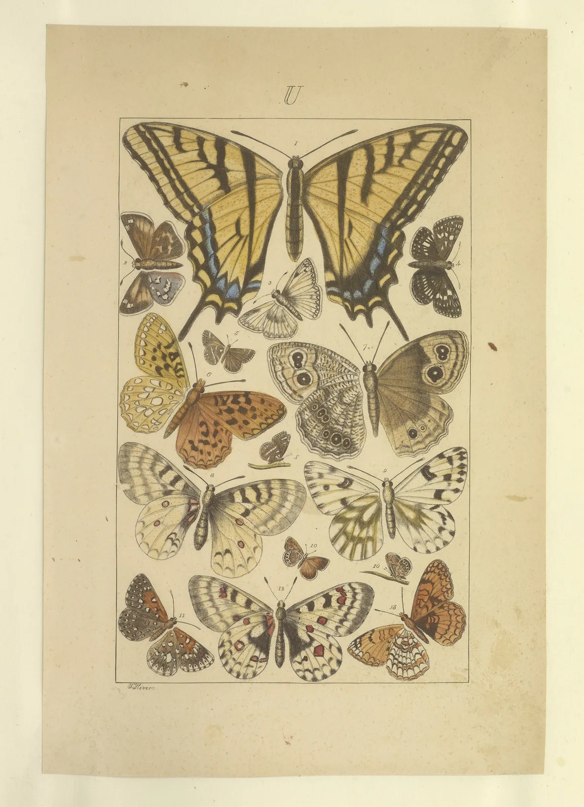 Lepidoptera Pl.137 av Townend Glover