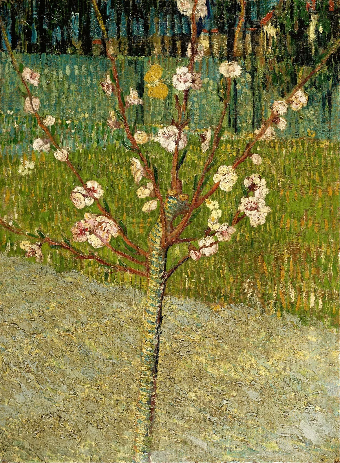 Almond tree in blossom av Vincent van Gogh