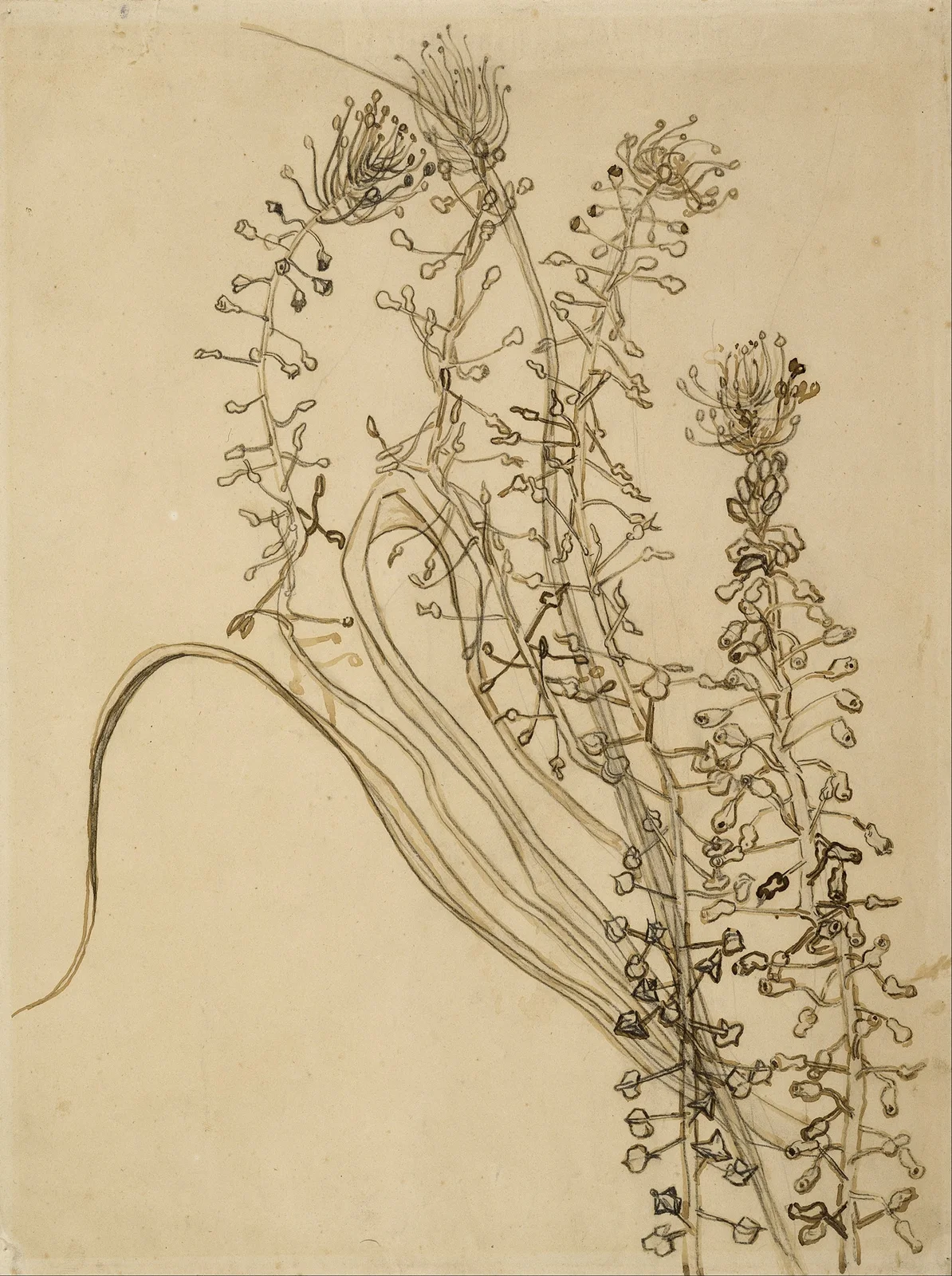 Tassel hyancinth av Vincent van Gogh