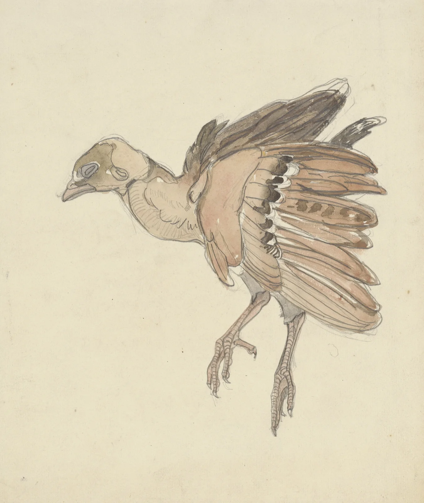 Dood vogeltje av Theo van Hoytema