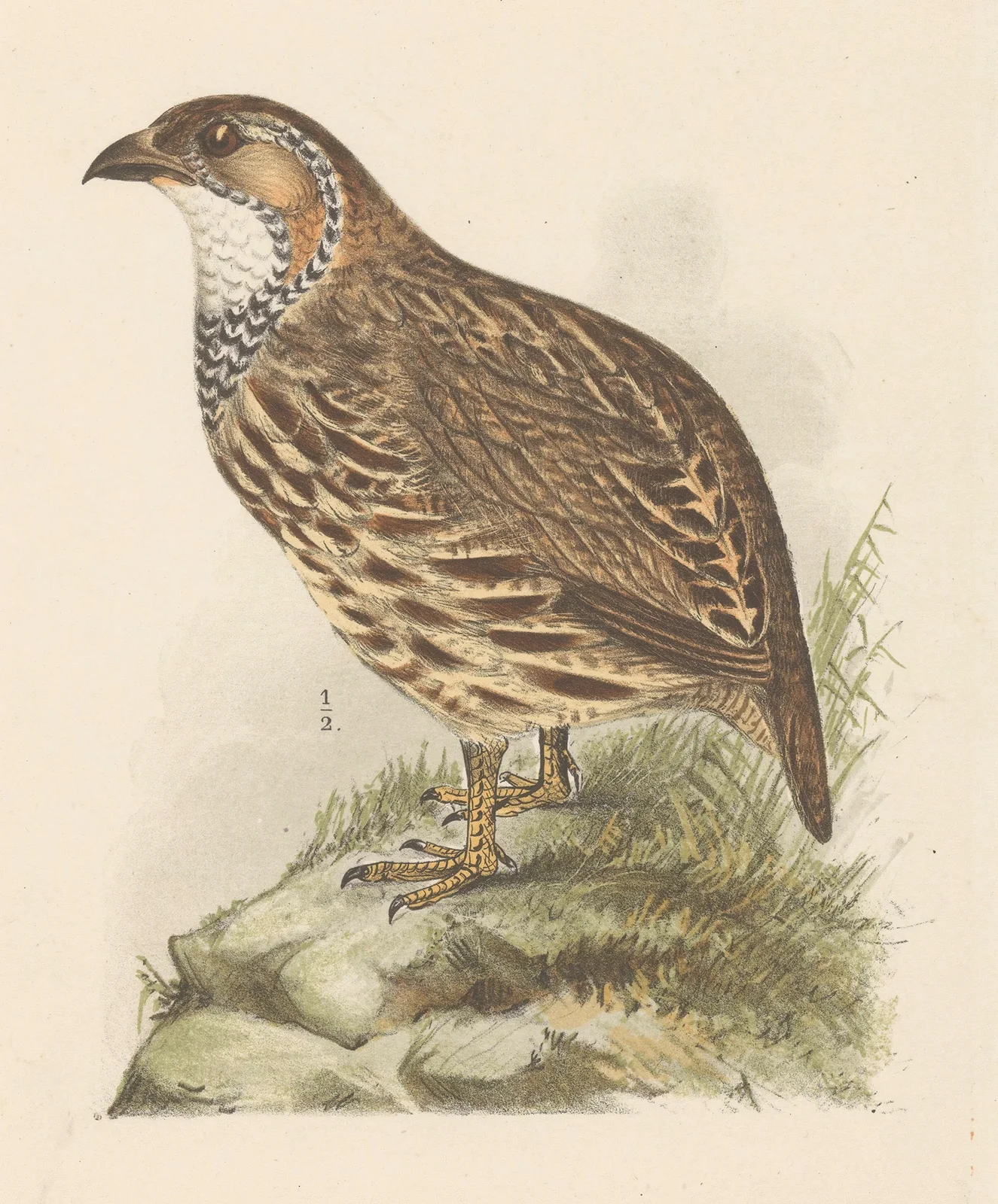 Partridge av Theo van Hoytema