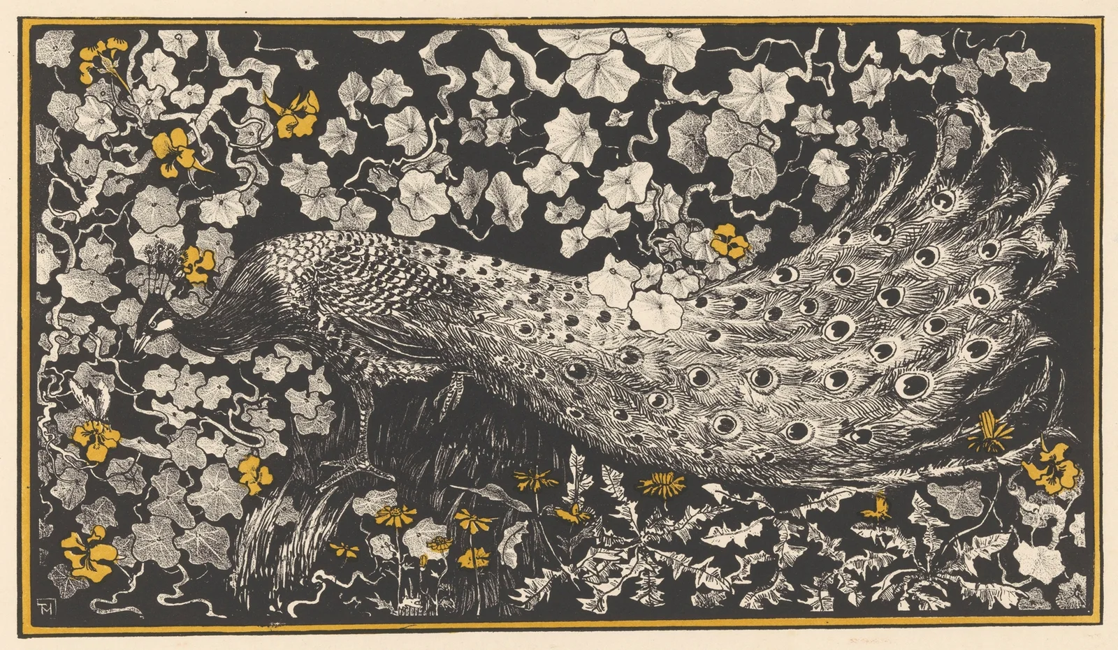 Peacock av Theo van Hoytema