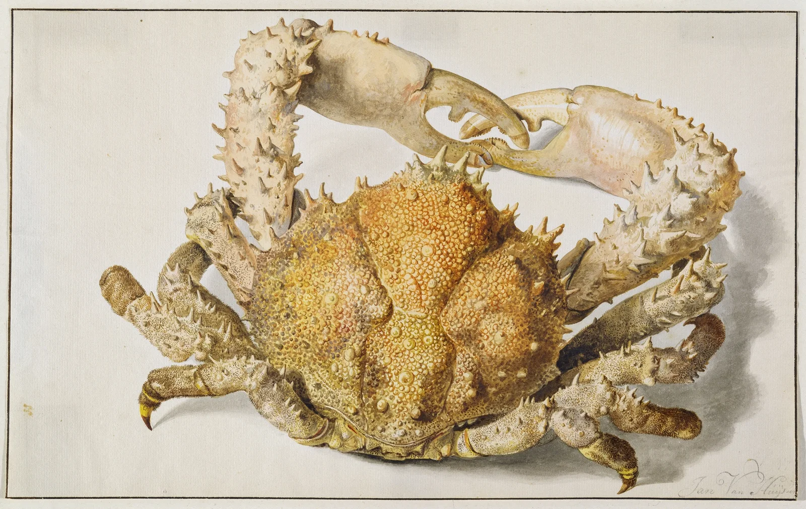 A Crab av Jan van Huysum