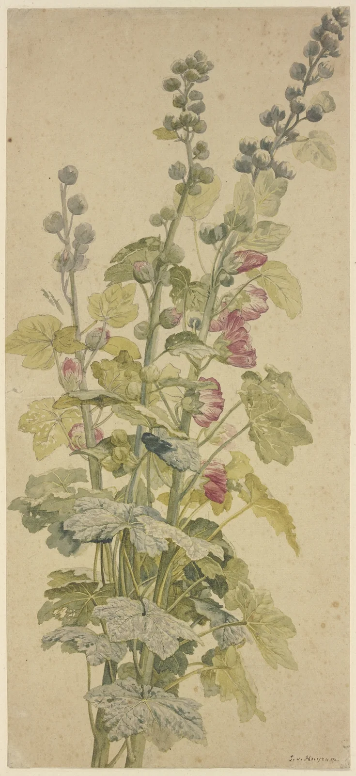 Rosella av Jan van Huysum
