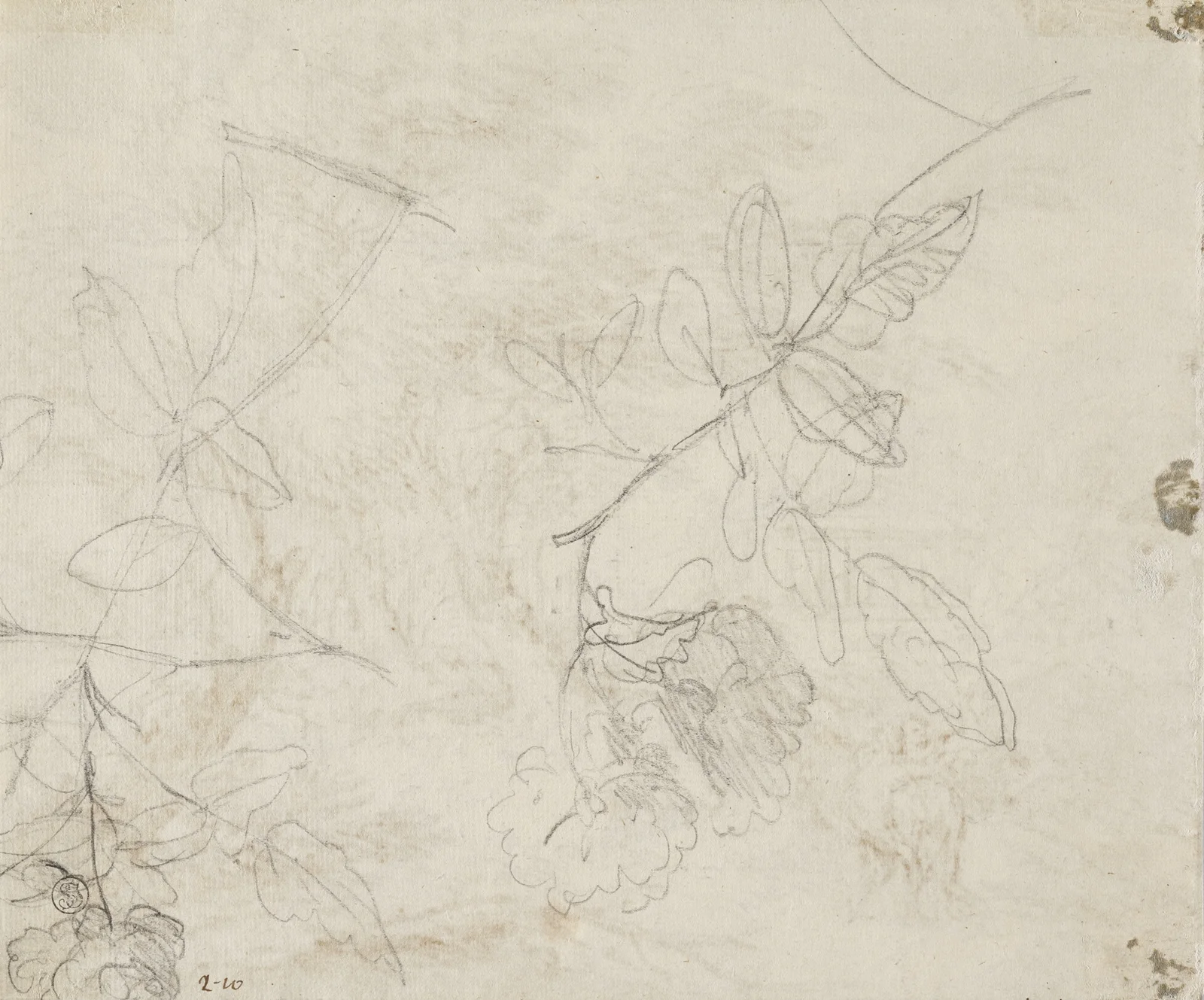 Two blooming branches av Jan van Huysum