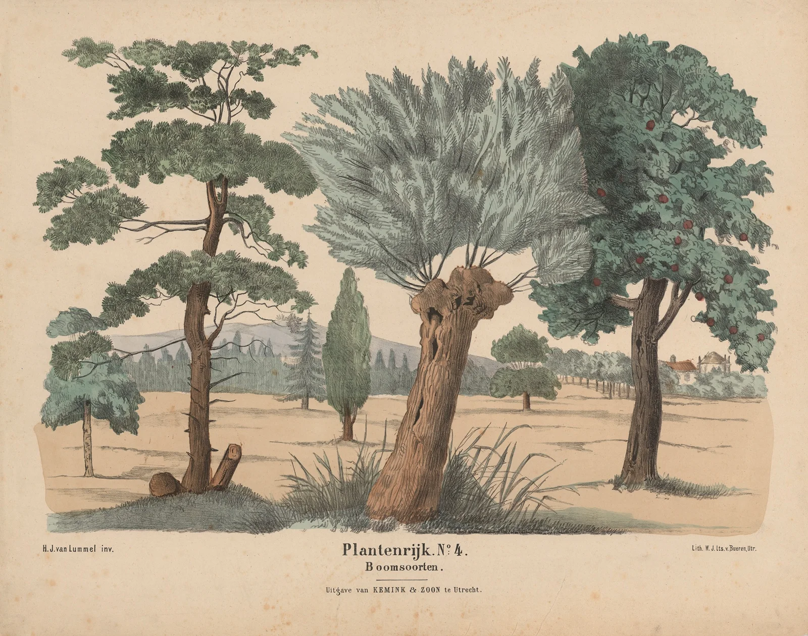 Boomsoorten av Hendrik Jan van Lummel