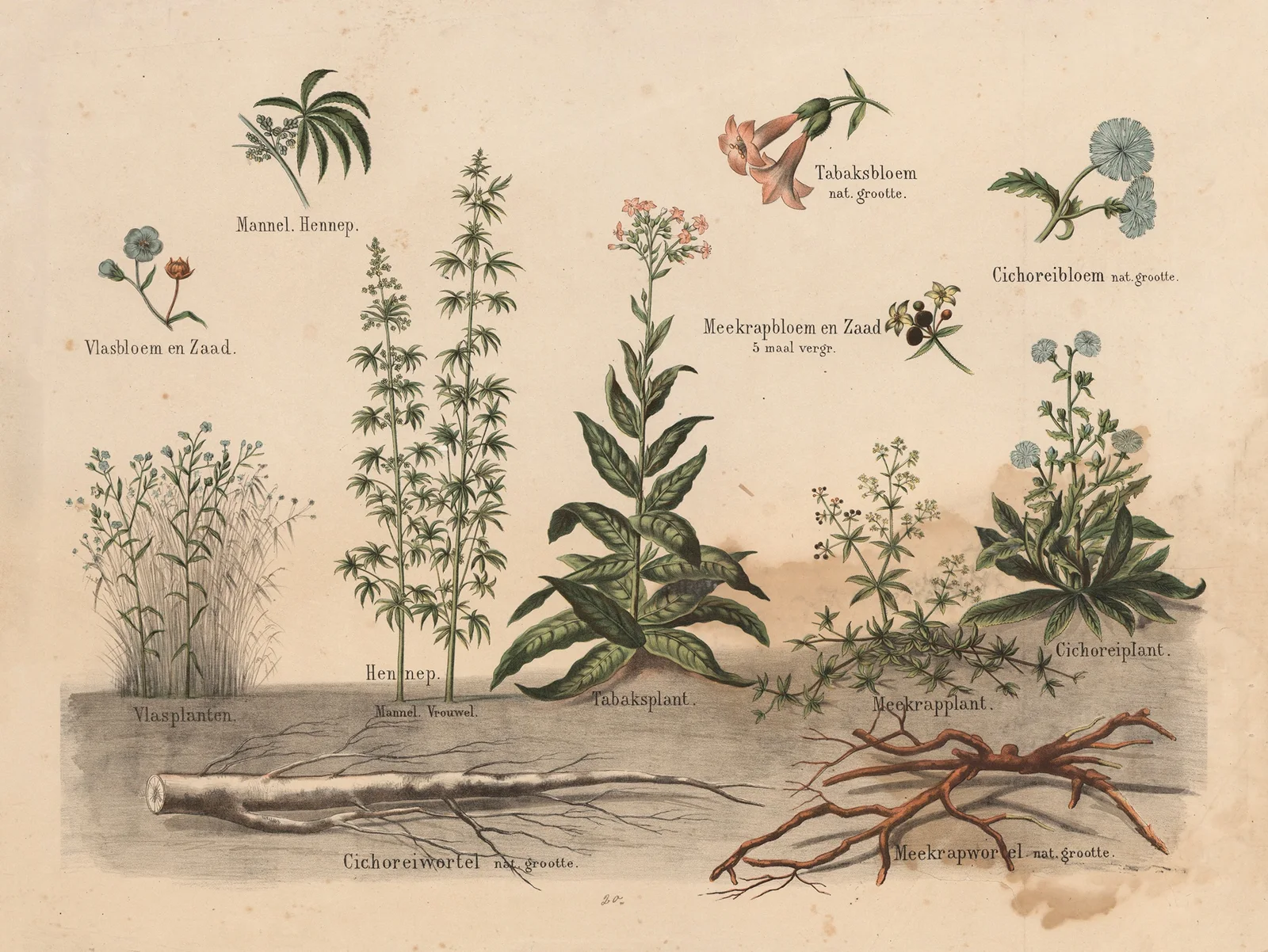 Various plants av Hendrik Jan van Lummel