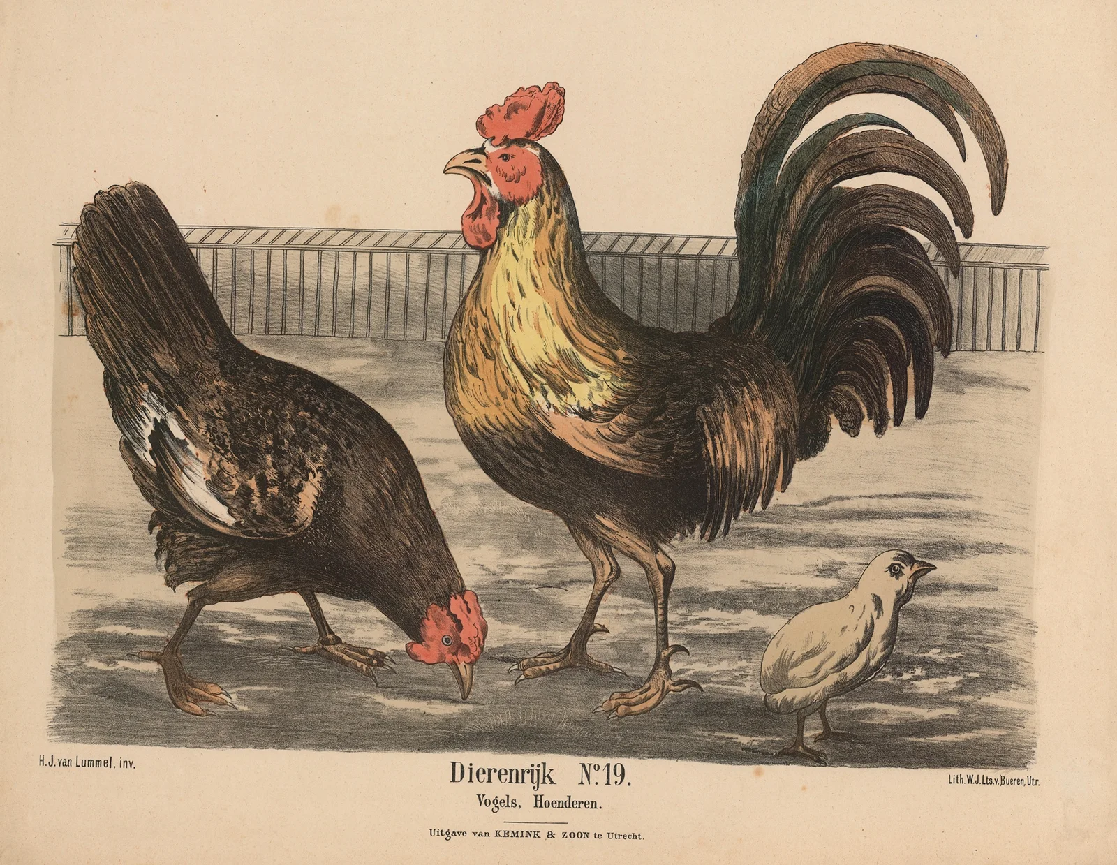 Vogels, Hoenderen av Hendrik Jan van Lummel