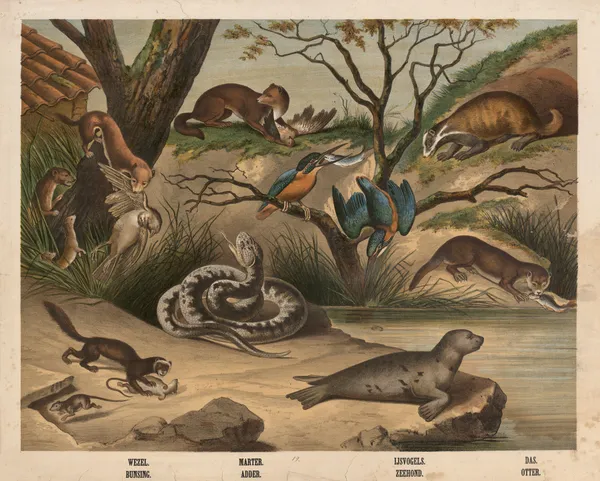 Wezel. Bunsing. Marter. Adder, Listvogels, Zeehond, Das, Otter av Hendrik Jan van Lummel