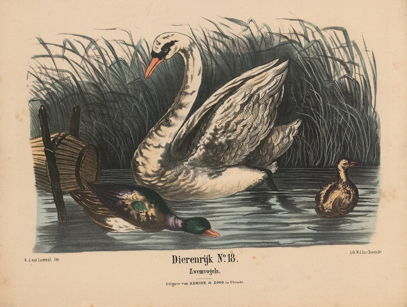 Zwemvogels av Hendrik Jan van Lummel