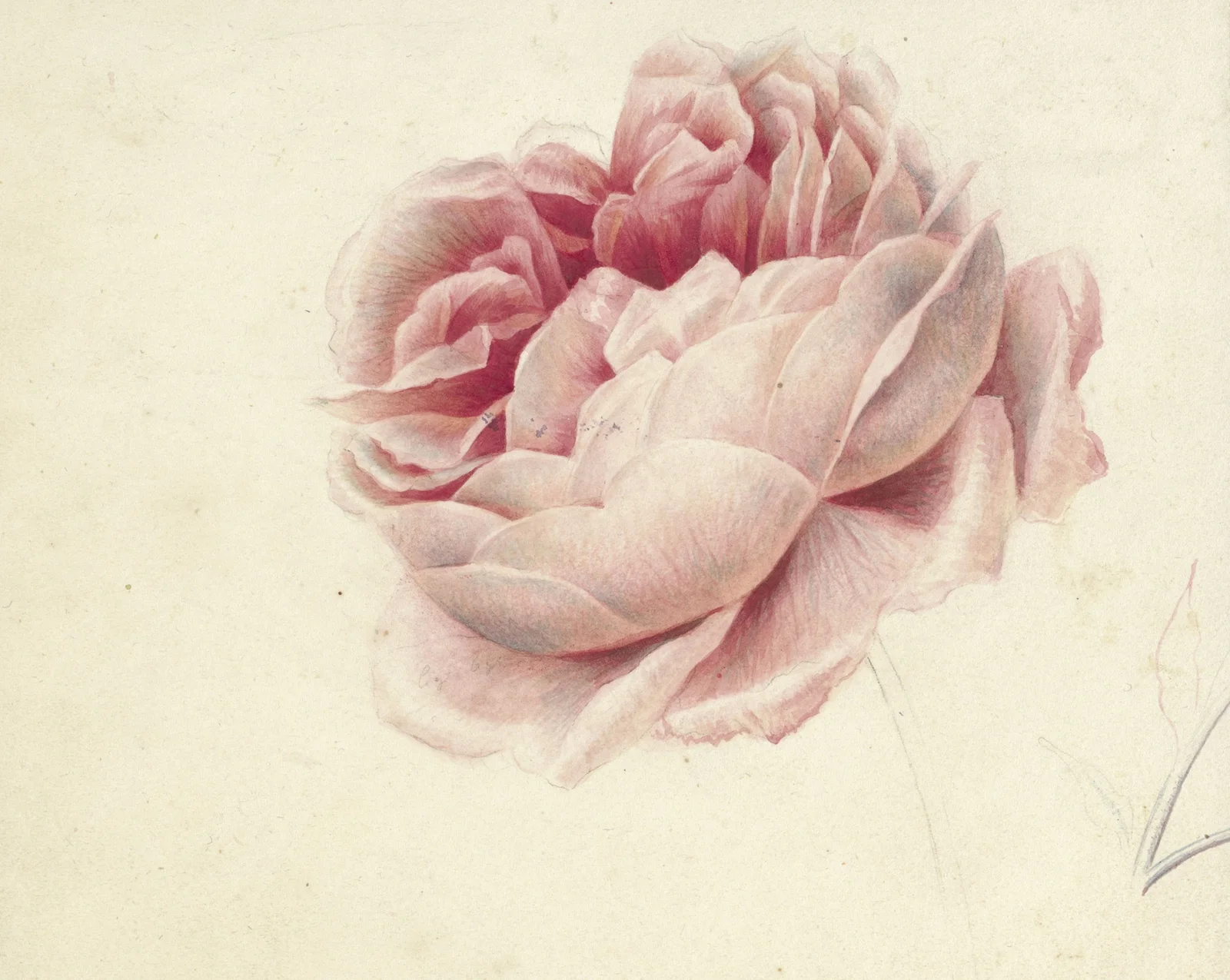 Roze roos av Georgius Jacobus Johannes van Os