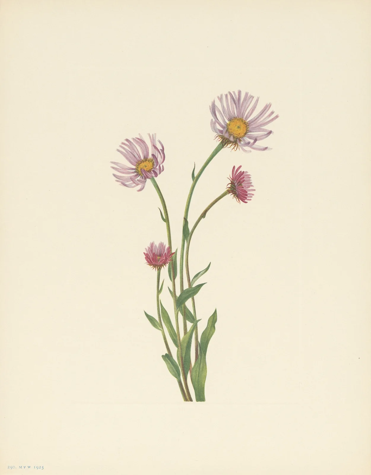 Alaska Fleabane (Erigeron salsuginosus) av Mary Vaux Walcott