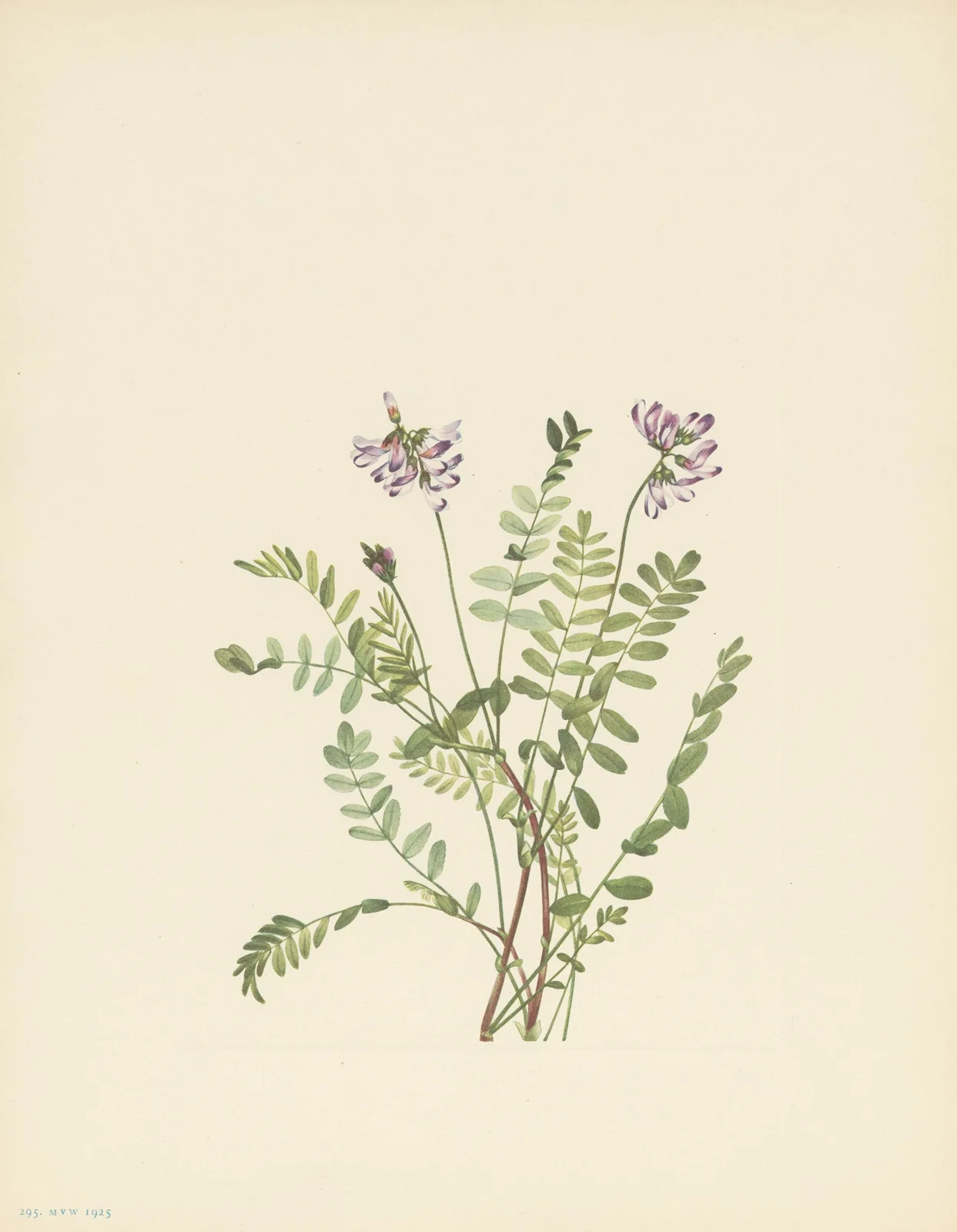 Alpine Milkvetch (Astragalus alpinus) av Mary Vaux Walcott