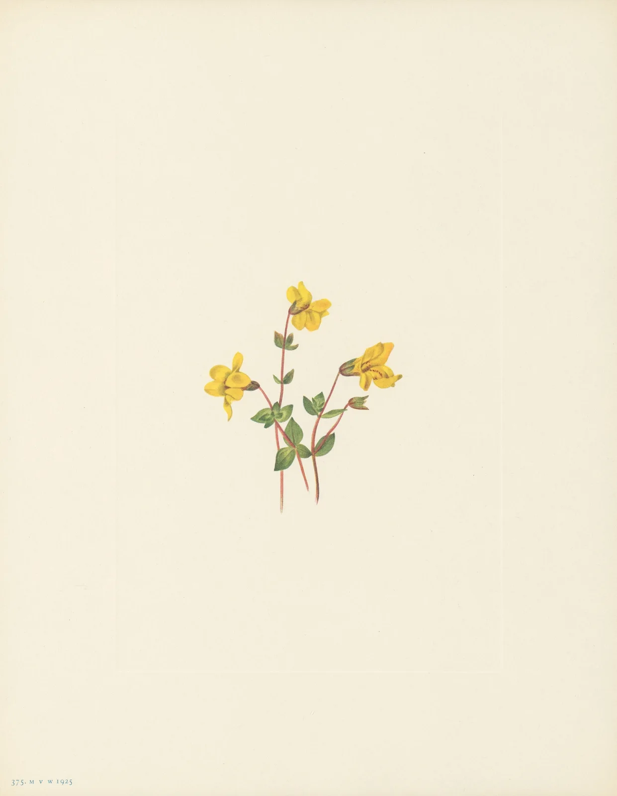 Alpine Monkeyflower (Mimulus caespitosus) av Mary Vaux Walcott