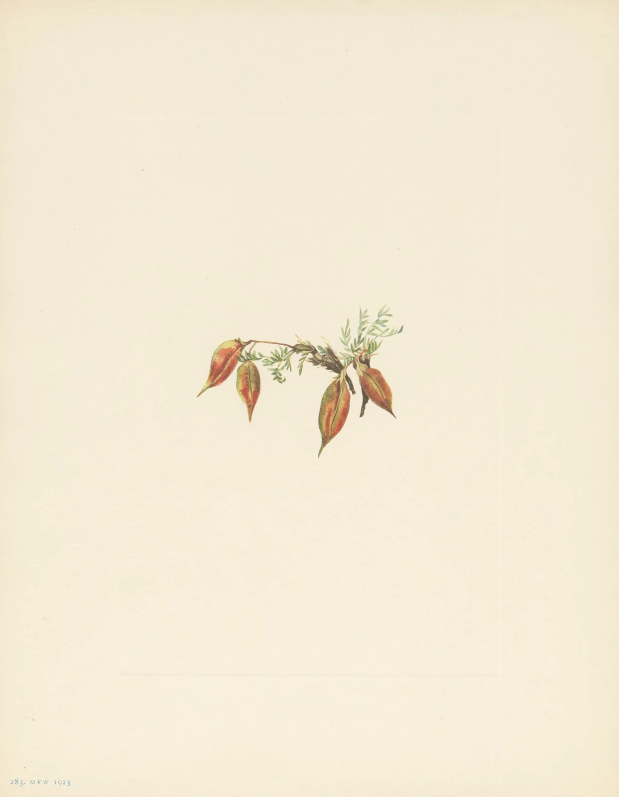 Alpine Pointvetch (fruit) (Oxytropis podocarpa) av Mary Vaux Walcott