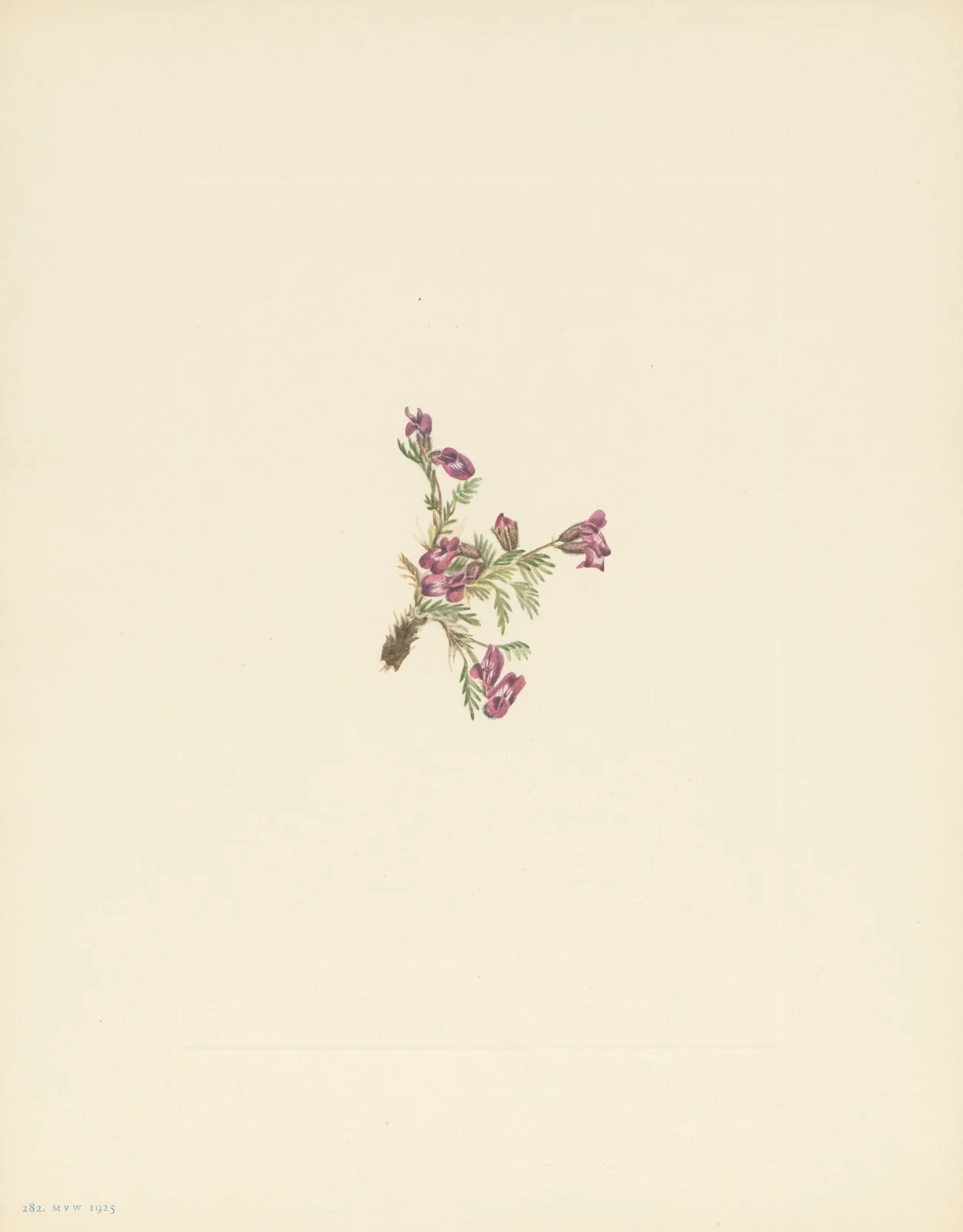Alpine Pointvetch (flower) (Oxytropis podocarpa) av Mary Vaux Walcott