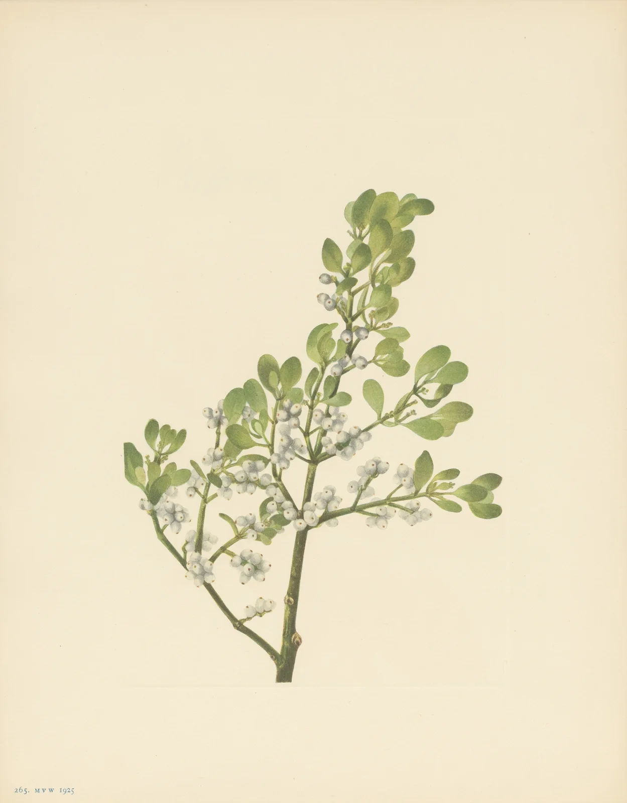 American Mistletoe (Phoradendron flavescens) av Mary Vaux Walcott