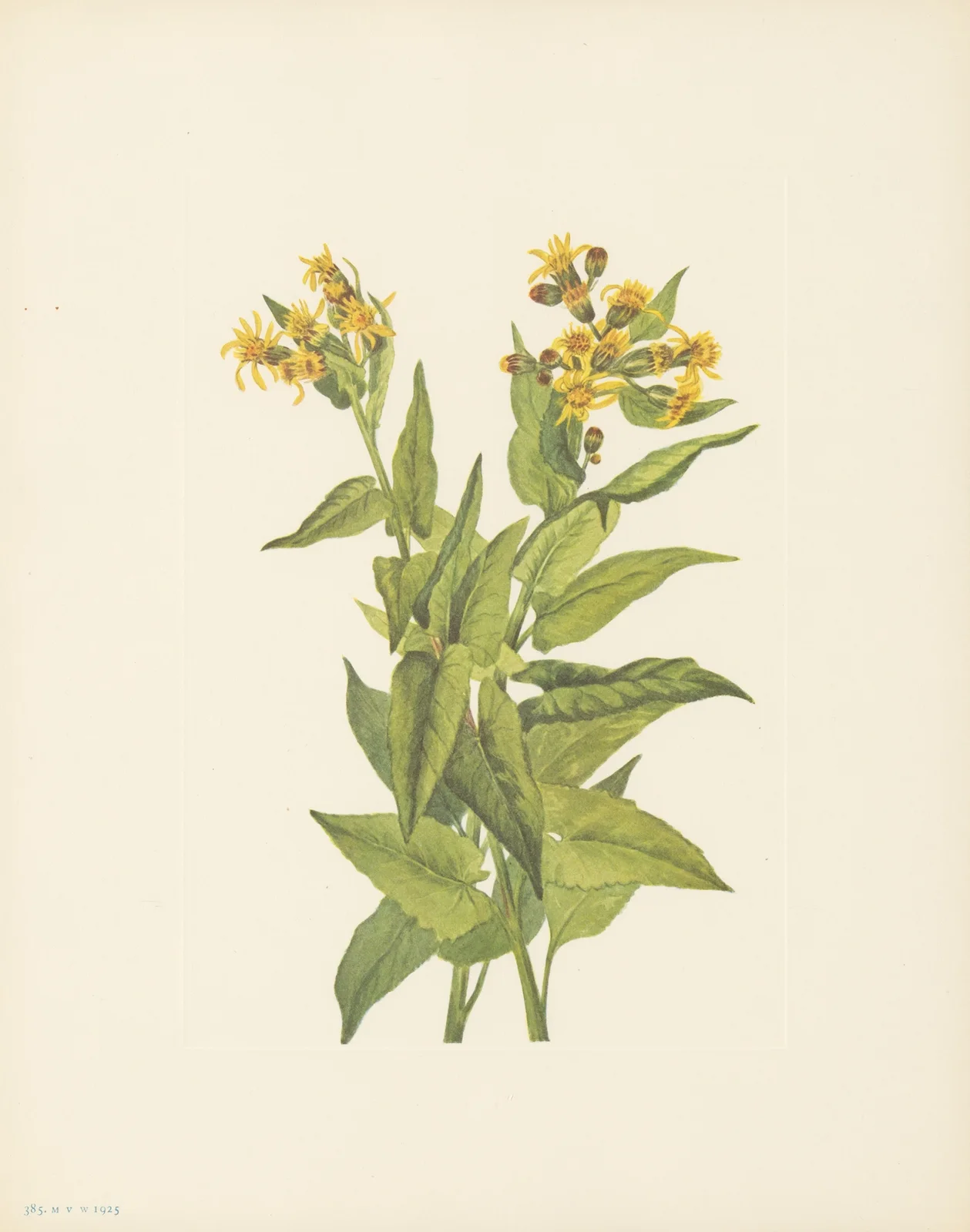 Arrowleaf Groundsel (Senecia triangularis) av Mary Vaux Walcott
