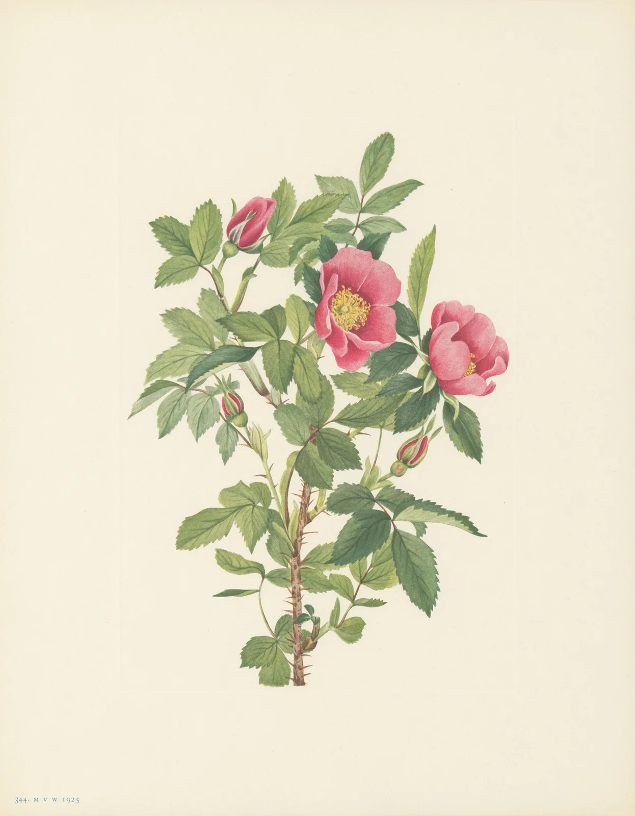 Bourgeau Rose (flower) (Rosa bourgeauiana) av Mary Vaux Walcott
