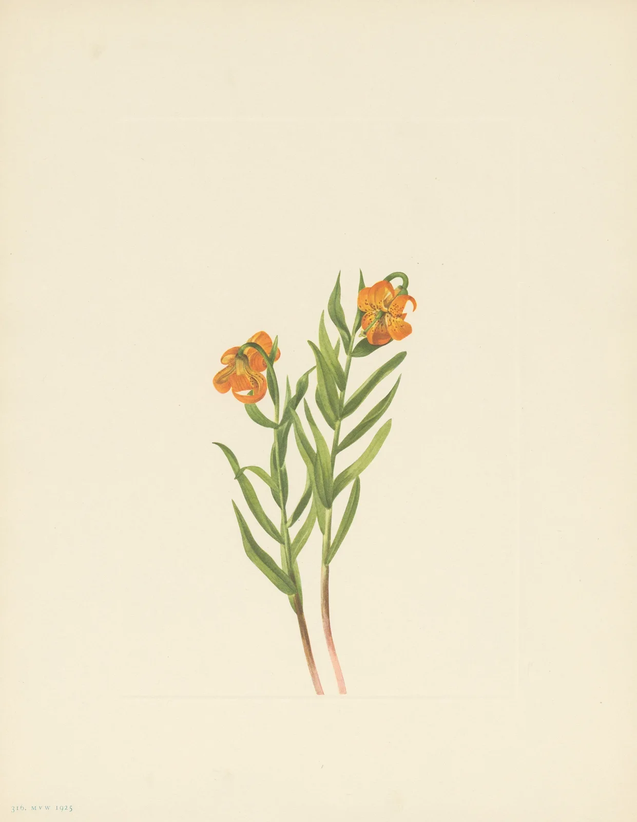 Columbia Lily (Lilium columbianum) av Mary Vaux Walcott