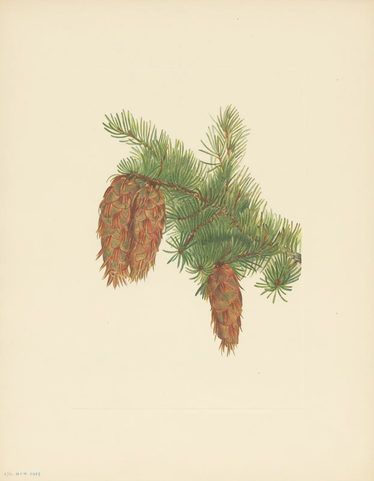Douglas-fir (Pseudotsuga mucronata) av Mary Vaux Walcott