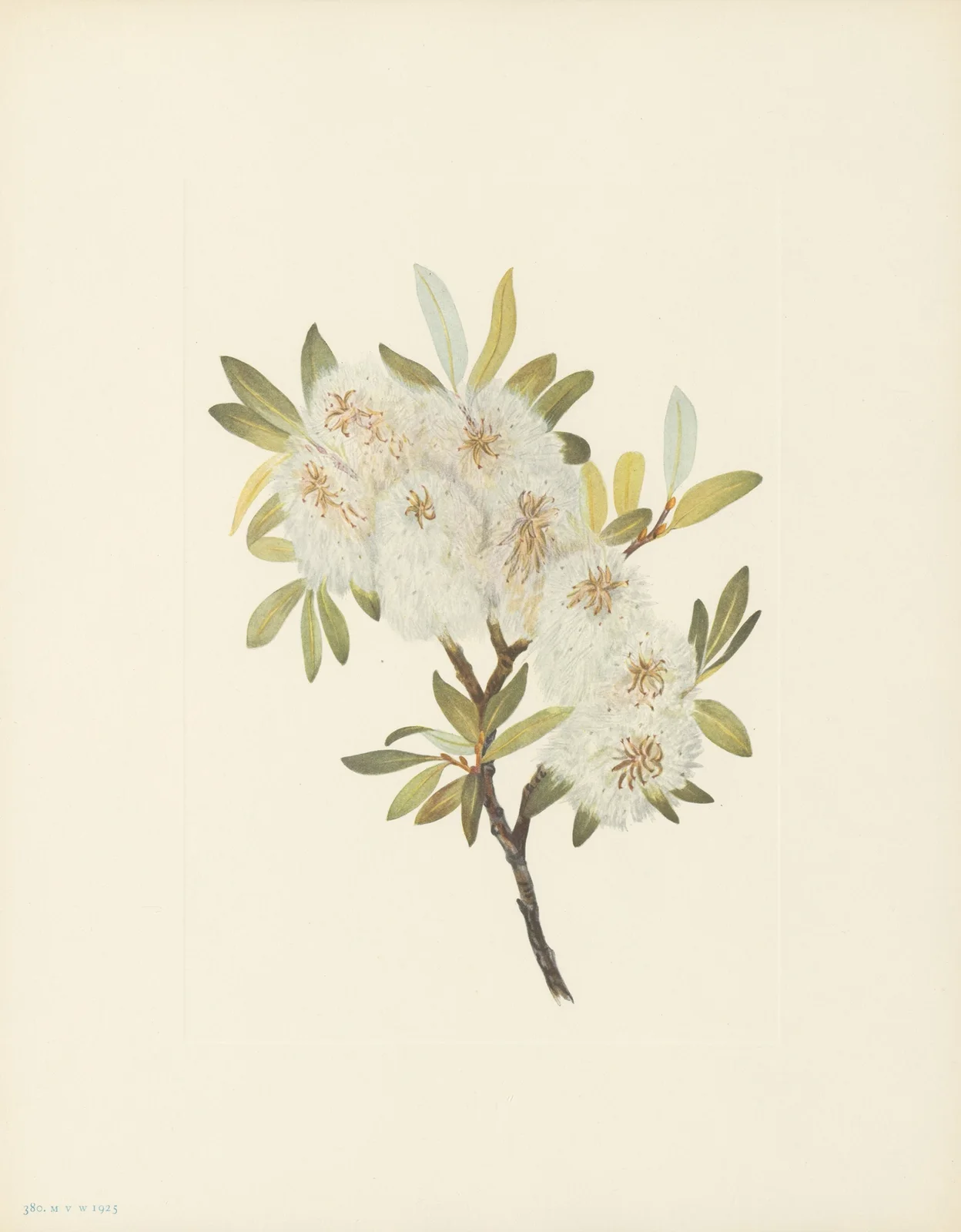 Drummond Willow (Salix drummondiana) av Mary Vaux Walcott