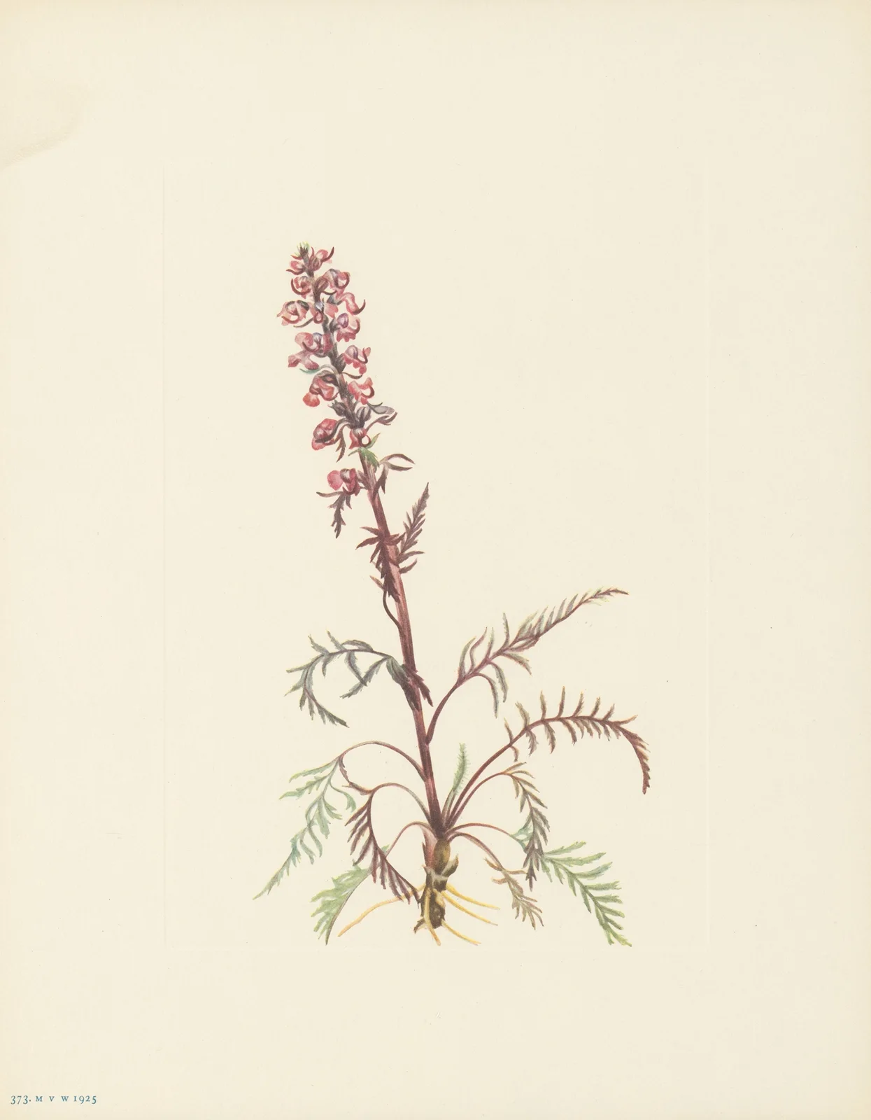 Elephanthead (Pedicularis Groenlandica) av Mary Vaux Walcott
