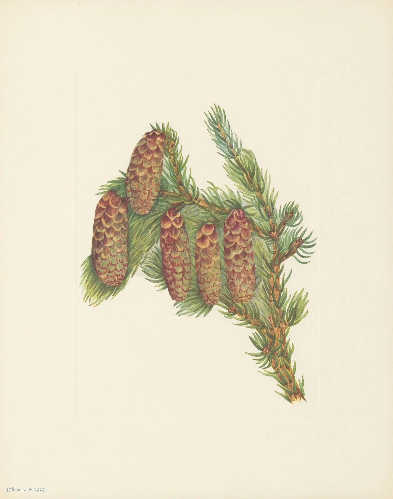 Engelmann Spruce (Picea engelmanni) av Mary Vaux Walcott