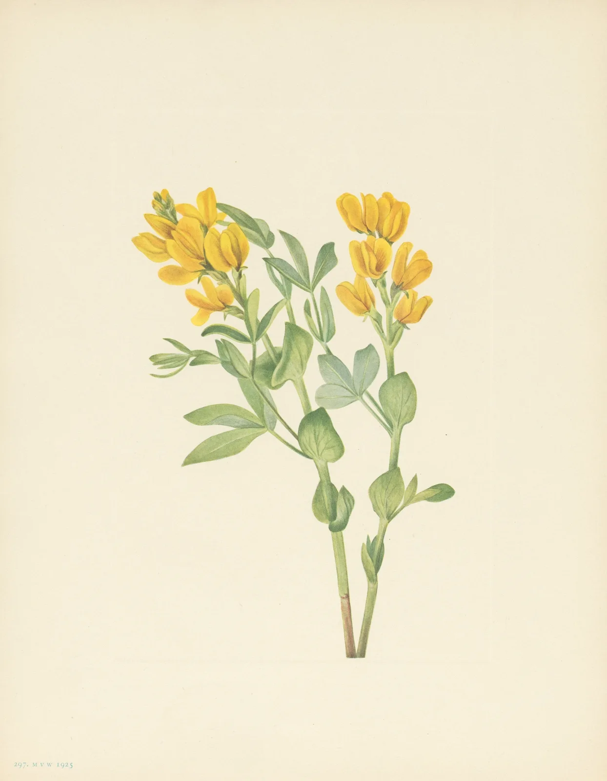 Goldenpea (Thermopsis rhombifolia) av Mary Vaux Walcott