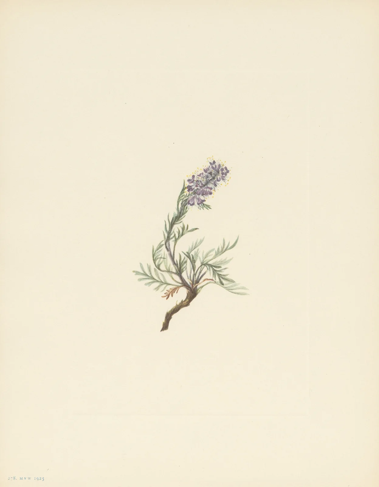 Gray Phacelia (Phacelia sericea) av Mary Vaux Walcott