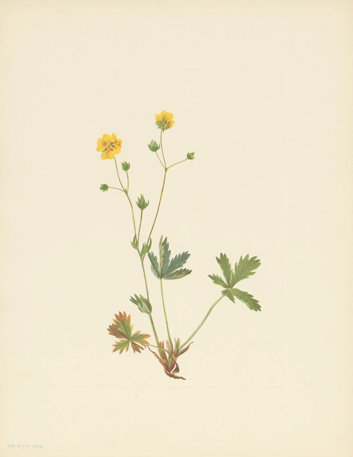 Grayleaf Fivefinger (Potentilla glaucophylla) av Mary Vaux Walcott