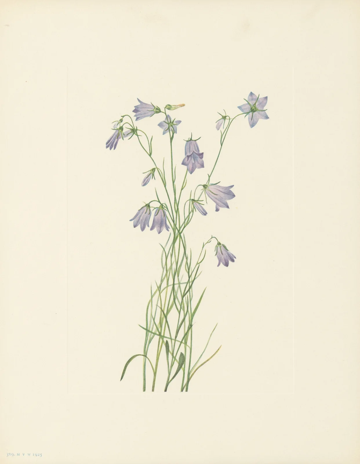 Harebell (Campanula rotundifolia) av Mary Vaux Walcott