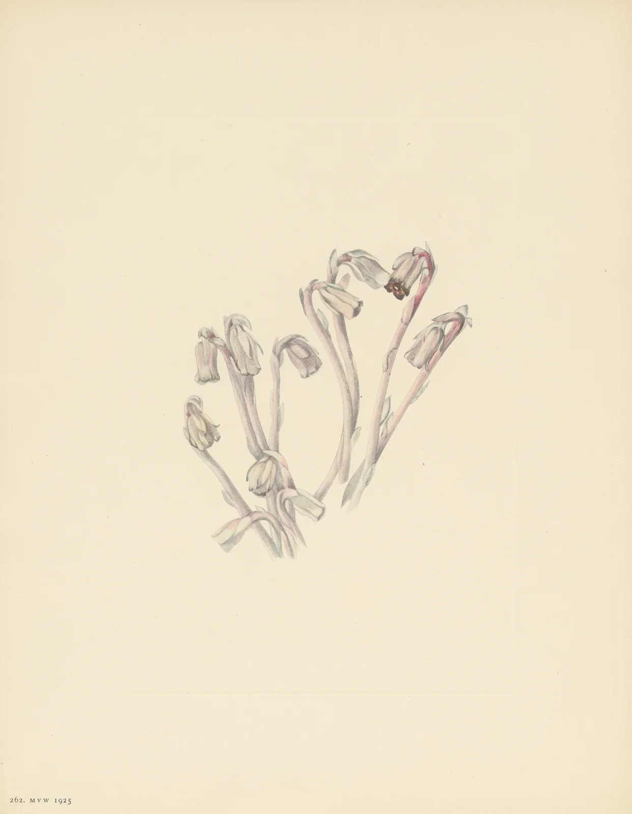 Indianpipe (Monotropa uniflora) av Mary Vaux Walcott