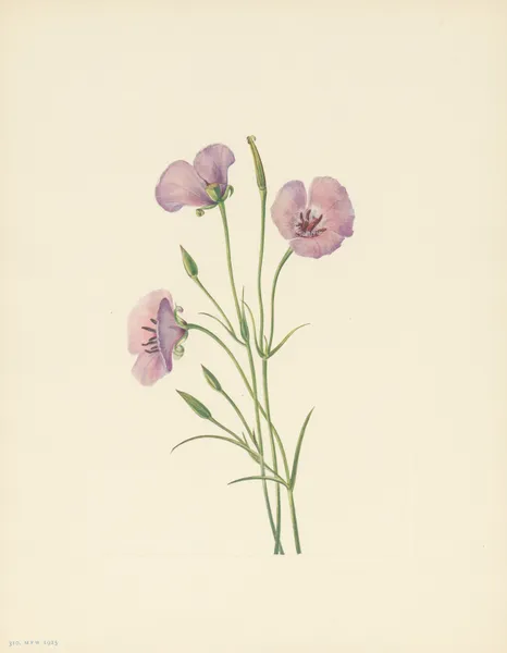 Lilac Mariposa (Calochortus splendens) av Mary Vaux Walcott