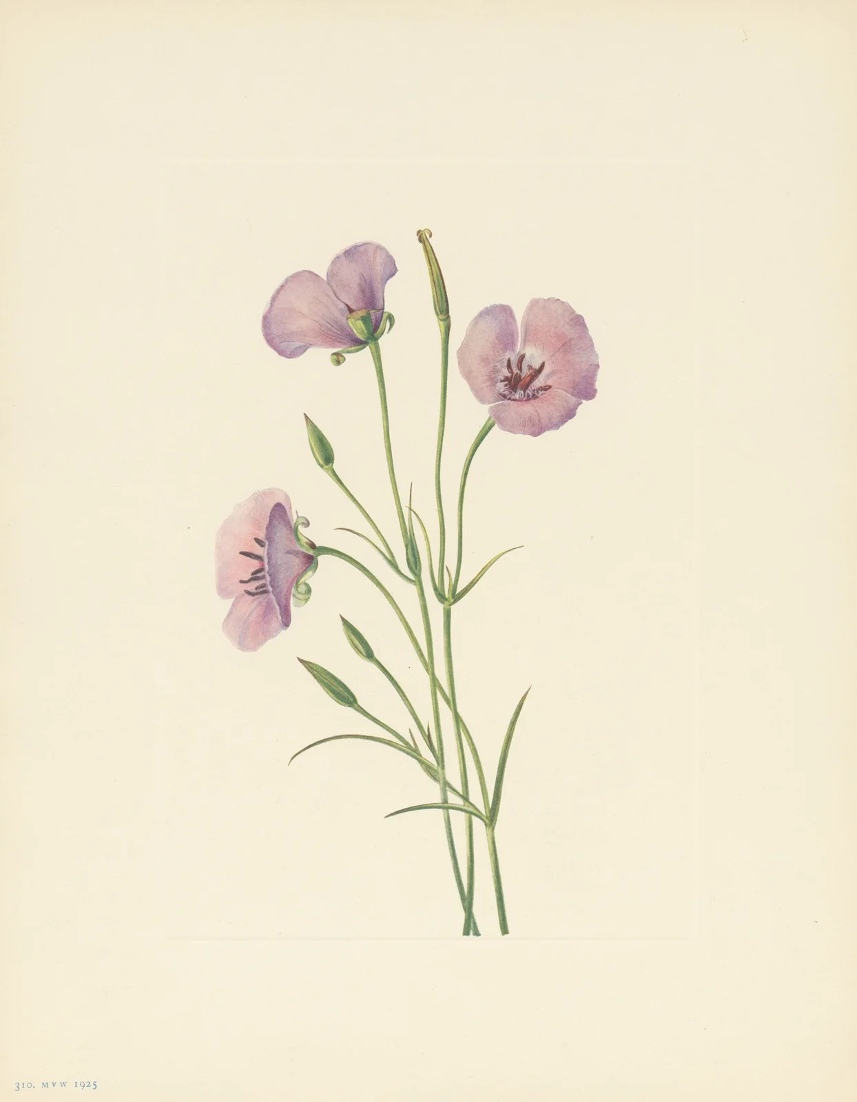 Lilac Mariposa (Calochortus splendens) av Mary Vaux Walcott