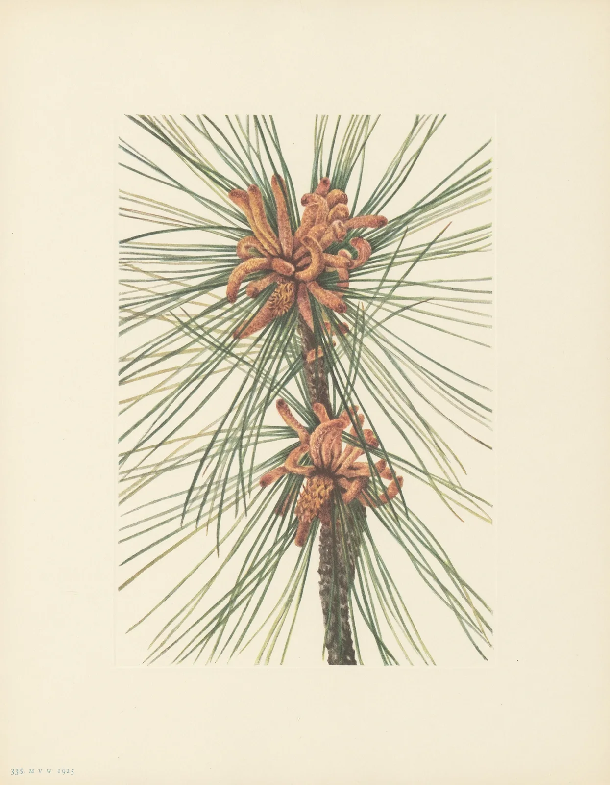 Loblolly Pine (Pinus taeda) av Mary Vaux Walcott